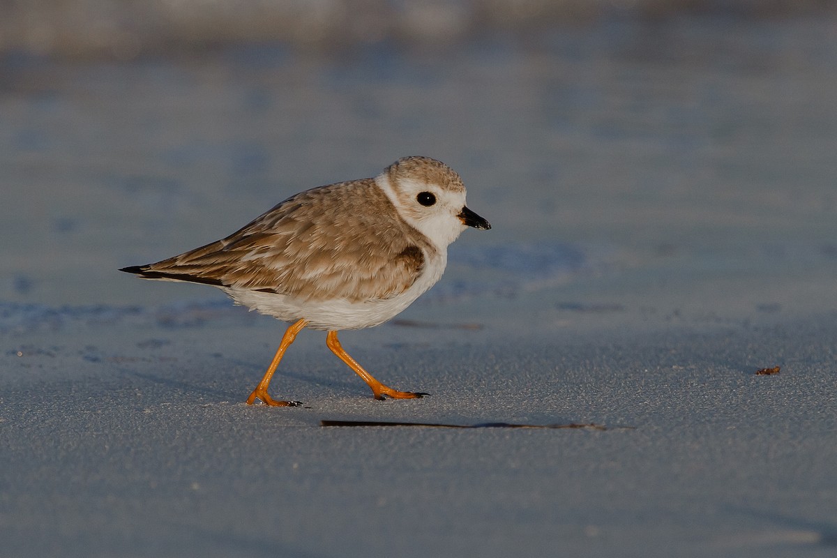 Piping Plover - ML22811021
