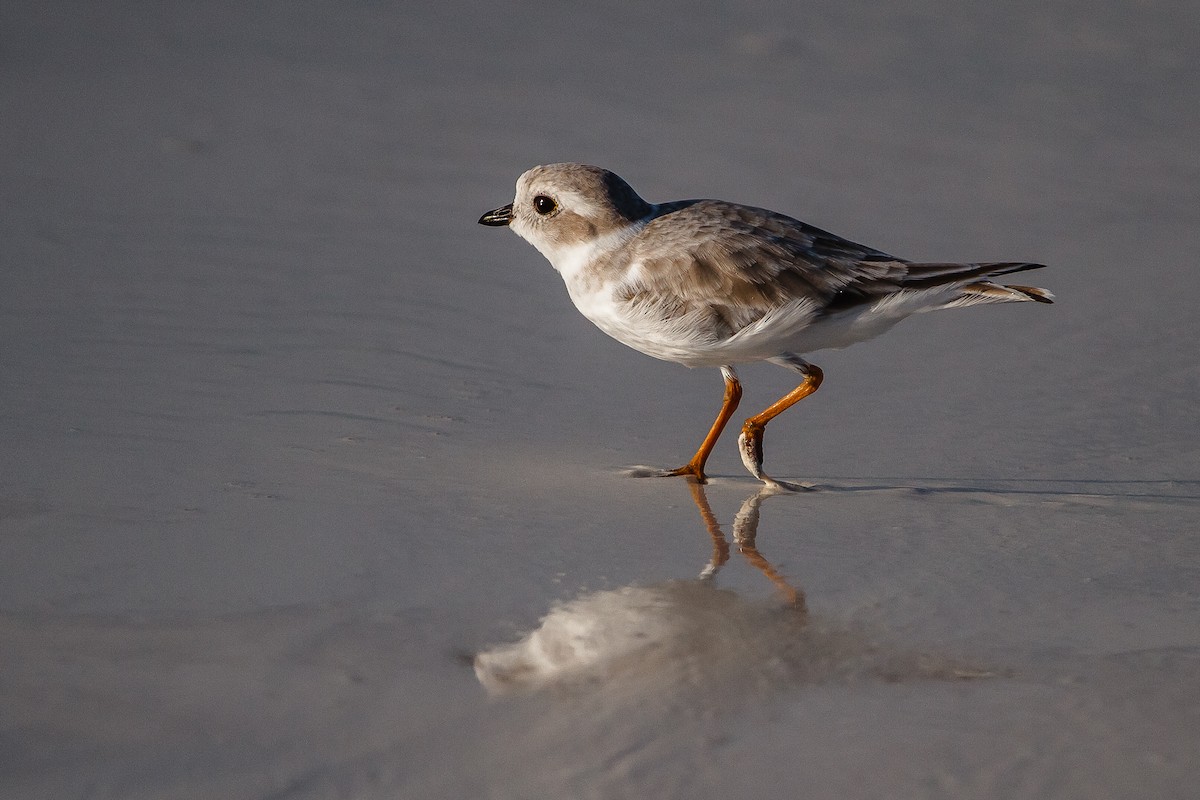 Piping Plover - ML22811141