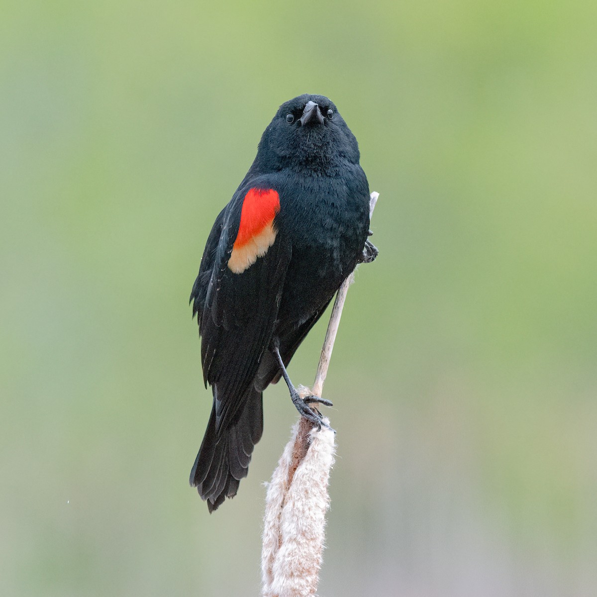 Red-winged Blackbird - ML228111931