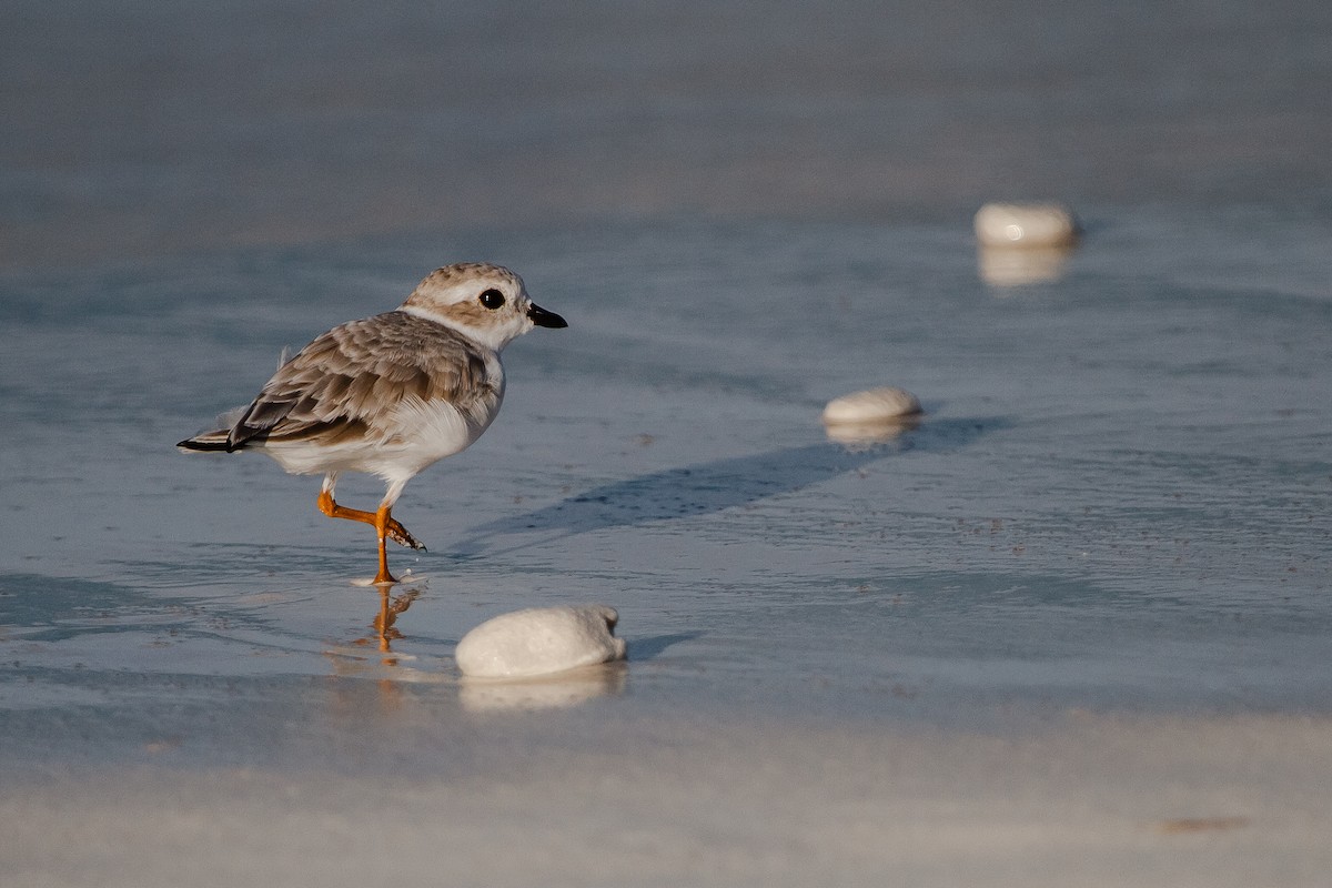 Piping Plover - ML22811551