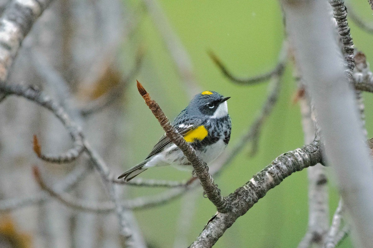 Yellow-rumped Warbler (Myrtle) - ML228116831