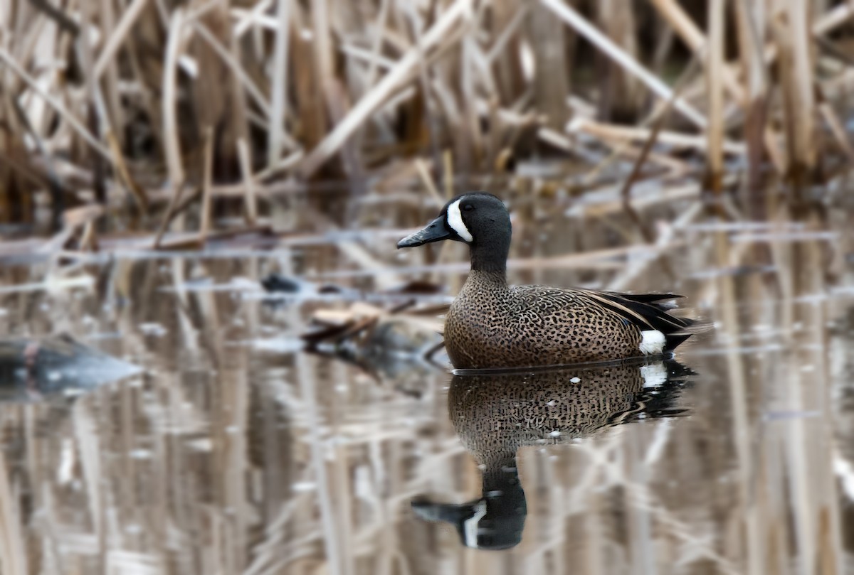 Blue-winged Teal - ML228117291