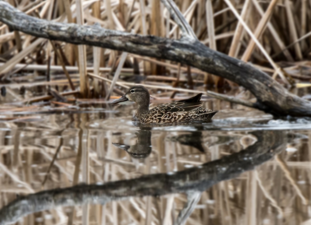 Blue-winged Teal - ML228119141
