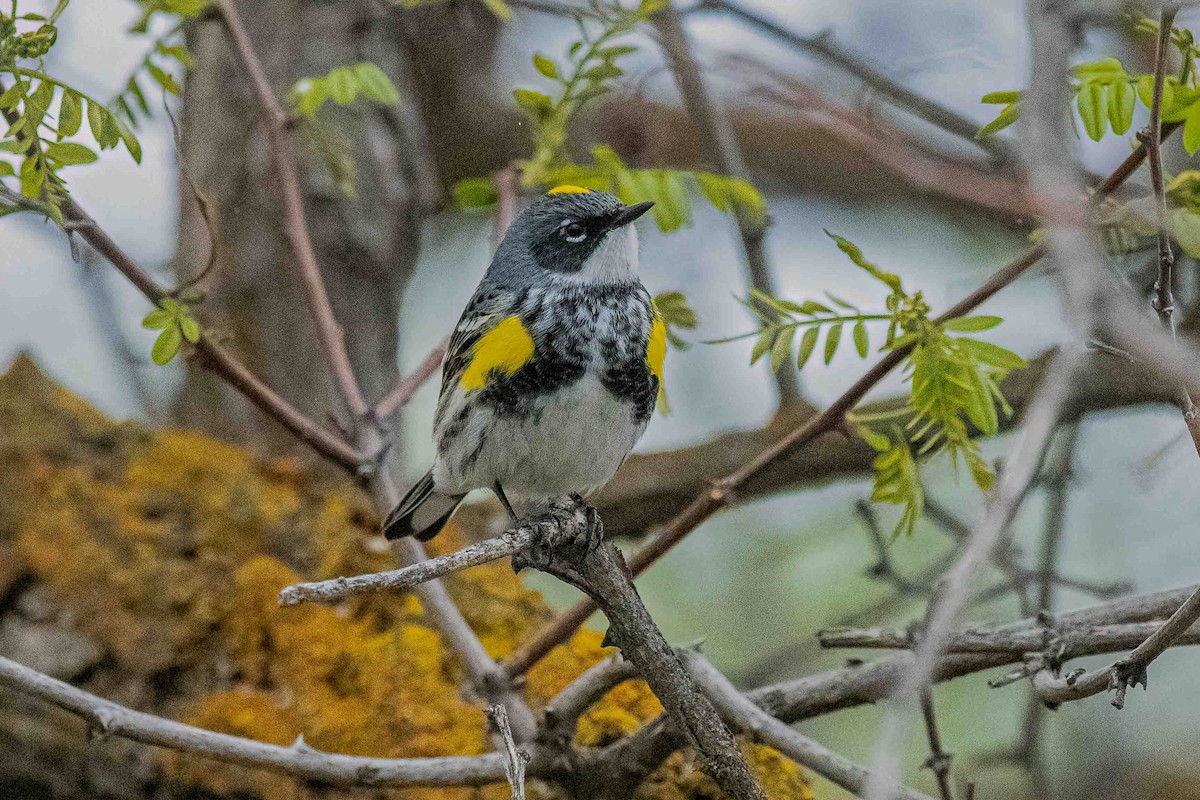 Yellow-rumped Warbler (Myrtle) - ML228120721