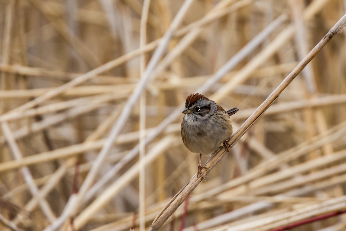 Swamp Sparrow - ML228121971