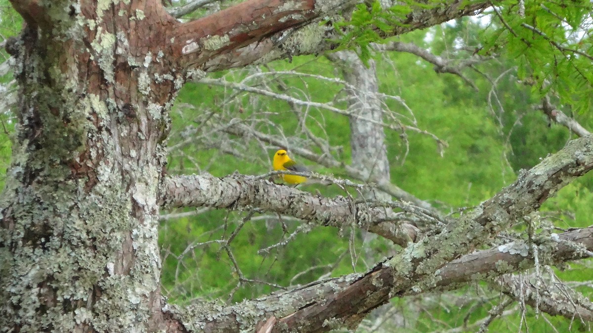 Prothonotary Warbler - ML228125281