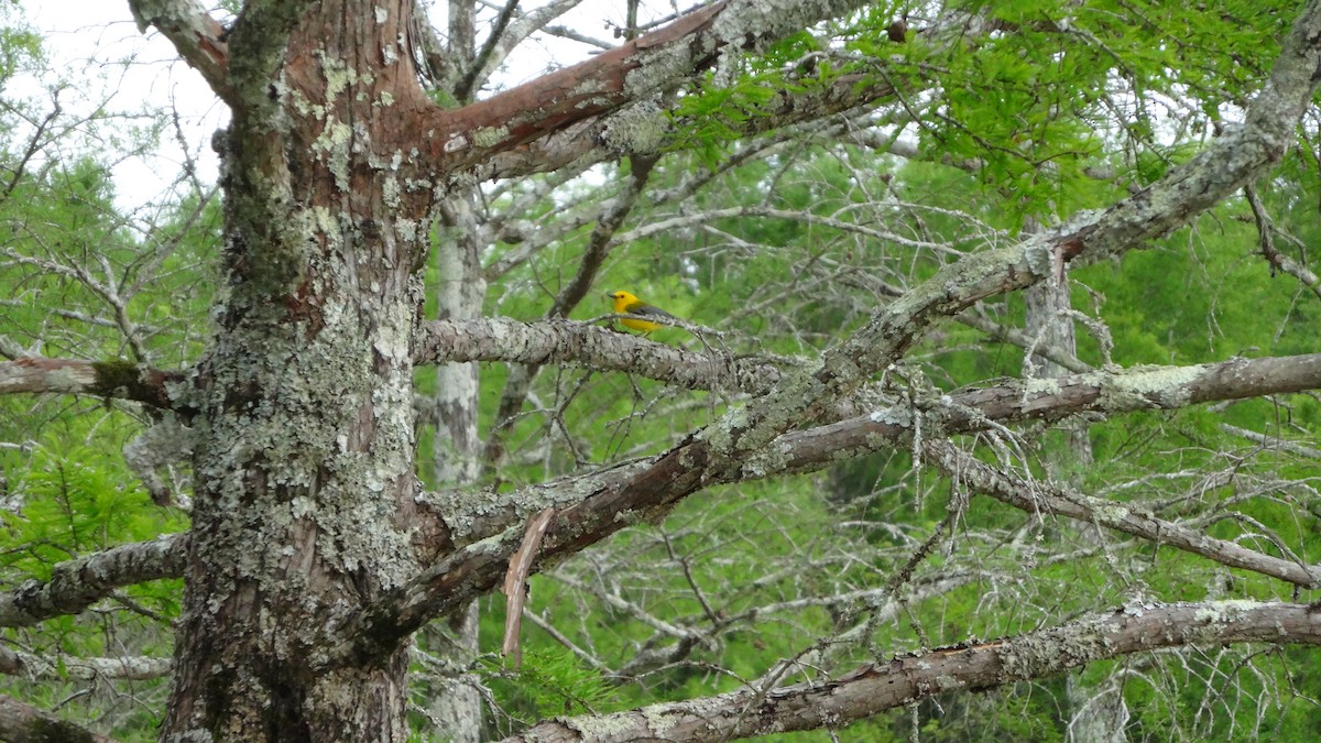 Prothonotary Warbler - Jason  Anding