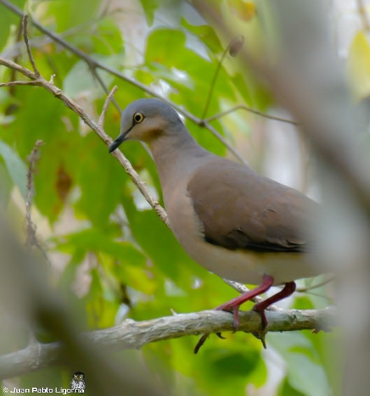 Gray-headed Dove - Juan Pablo Ligorria