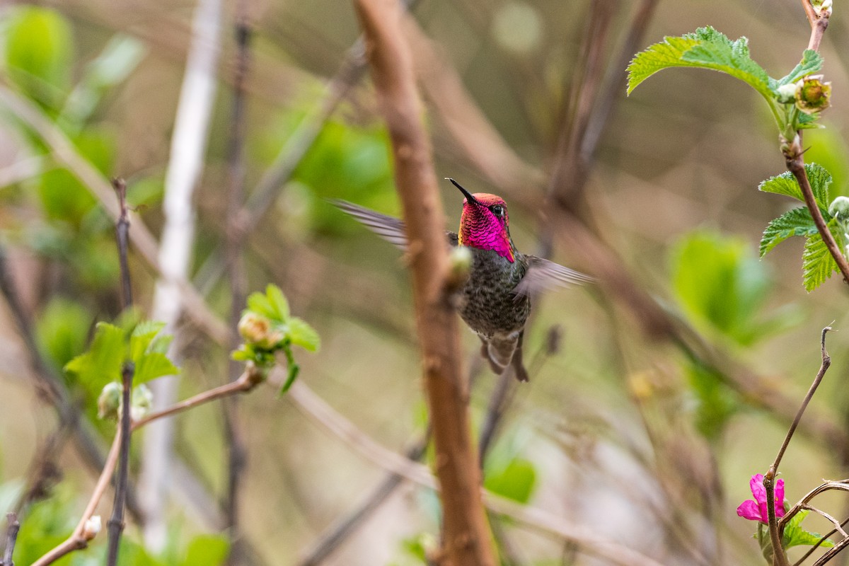 Anna's Hummingbird - Douglas  Davis