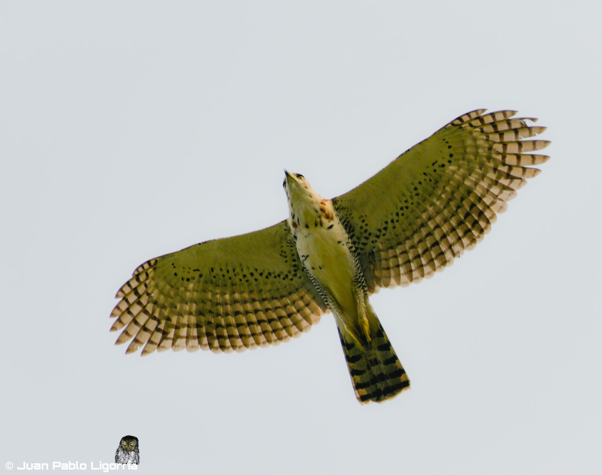 Ornate Hawk-Eagle - ML228129761