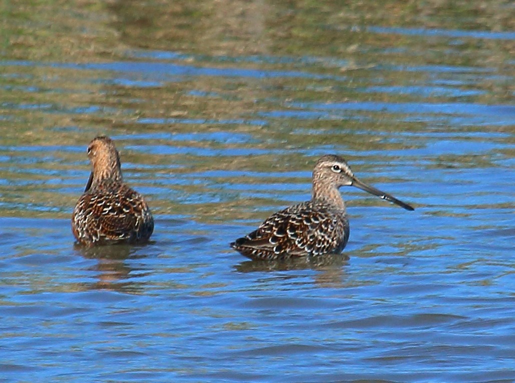 Long-billed Dowitcher - ML228135671