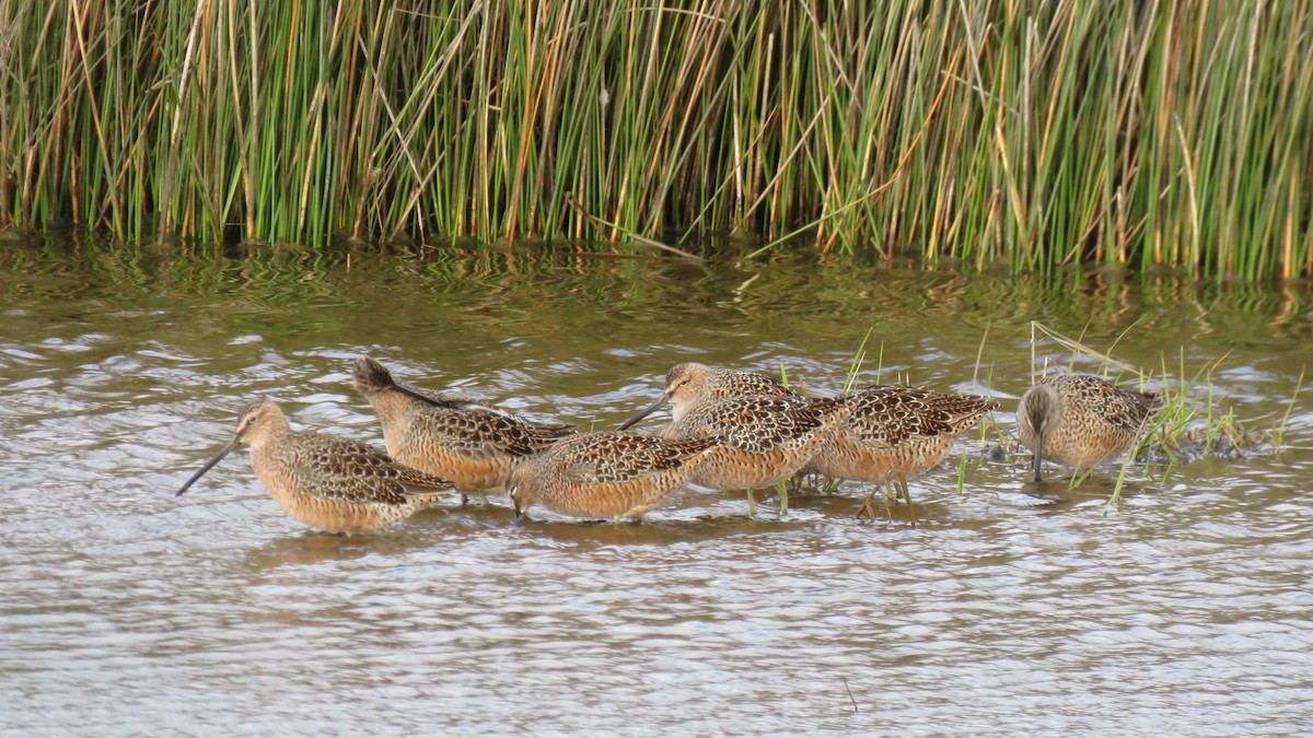 Long-billed Dowitcher - ML228137191