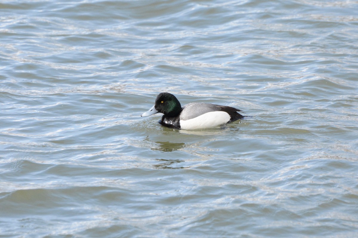 Greater Scaup - ML228137671