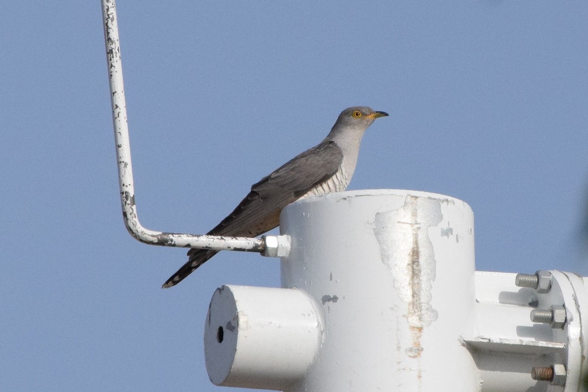 Common Cuckoo - ML228142041