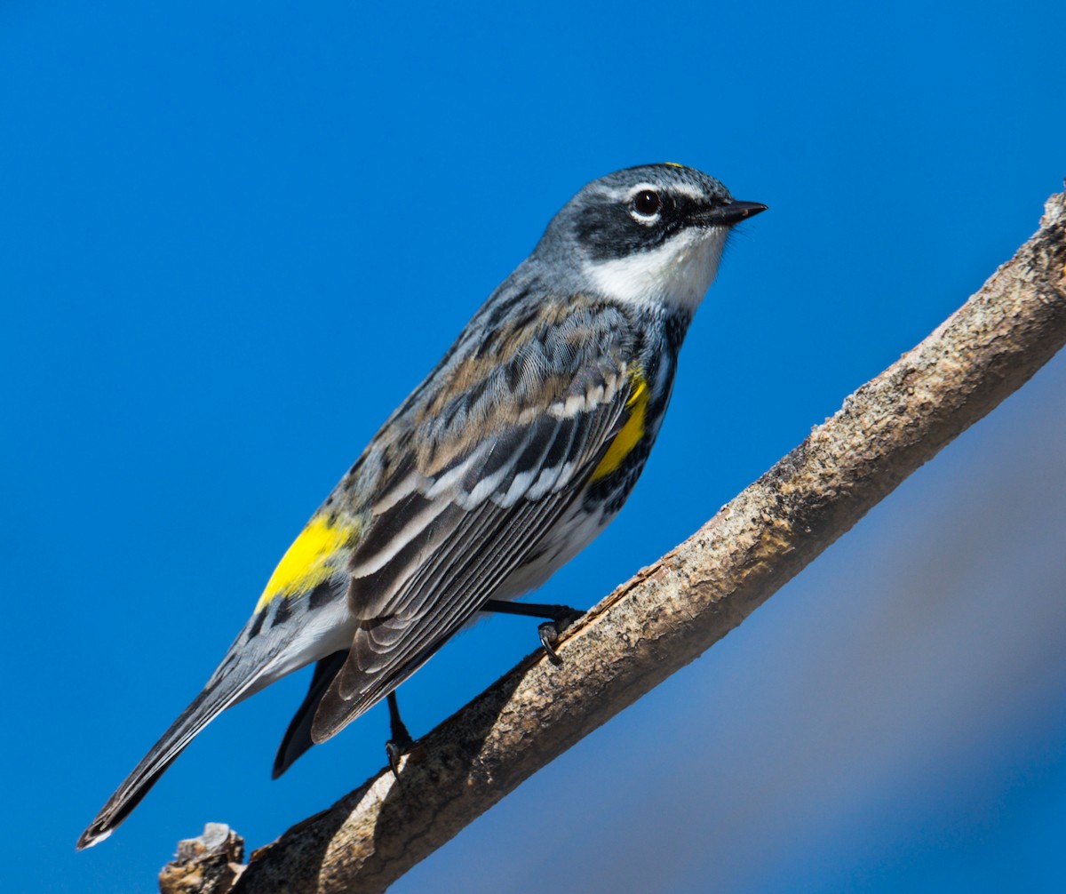 Yellow-rumped Warbler (Myrtle) - Jim Merritt