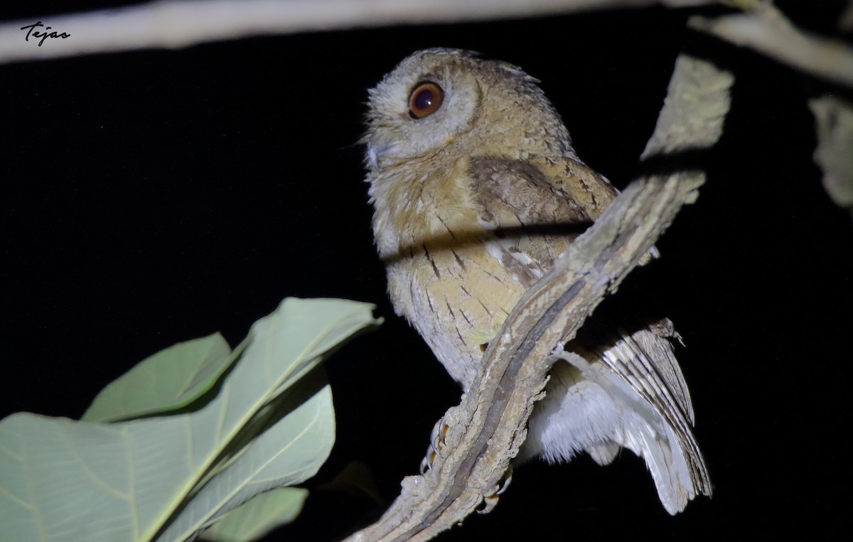 Indian Scops-Owl - tejas k rao