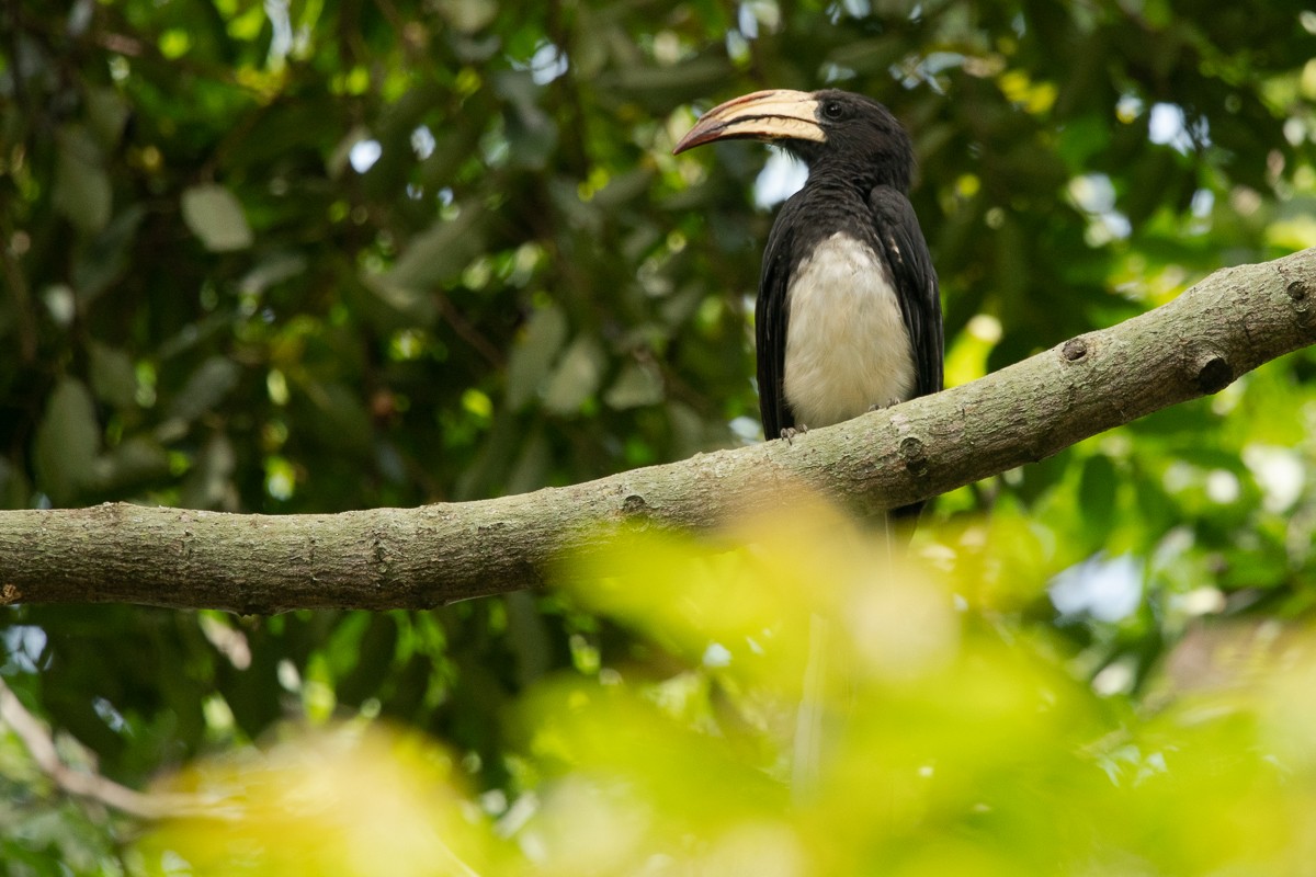 Congo Pied Hornbill - Frédéric Bacuez