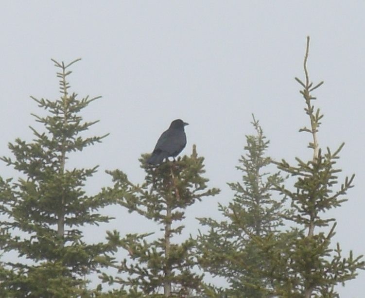 American Crow - ML22816411