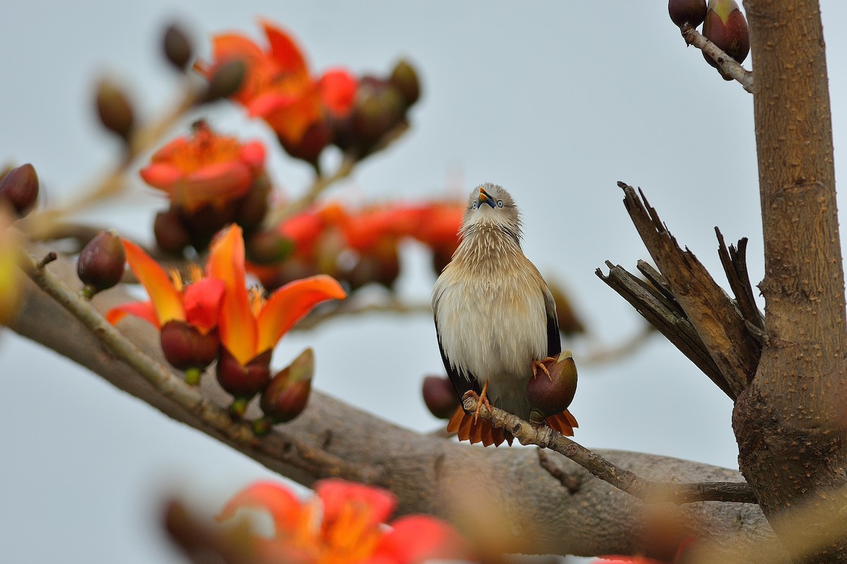 Chestnut-tailed Starling - ML228165501