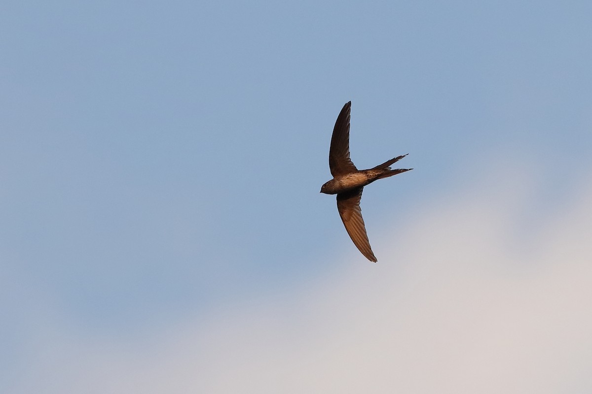 Fork-tailed Palm Swift - ML228166431