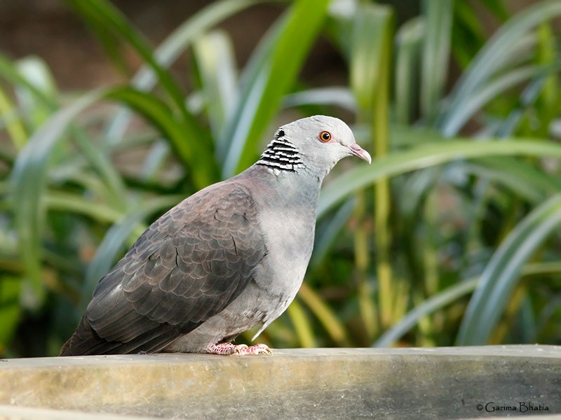 Nilgiri Wood-Pigeon - ML22816721