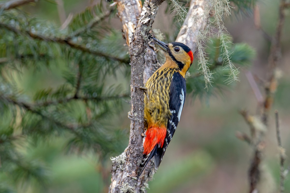 Darjeeling Woodpecker - ML228169341