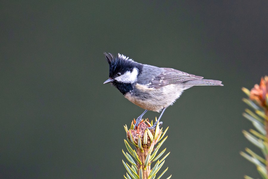 Coal Tit (Himalayan) - eBird