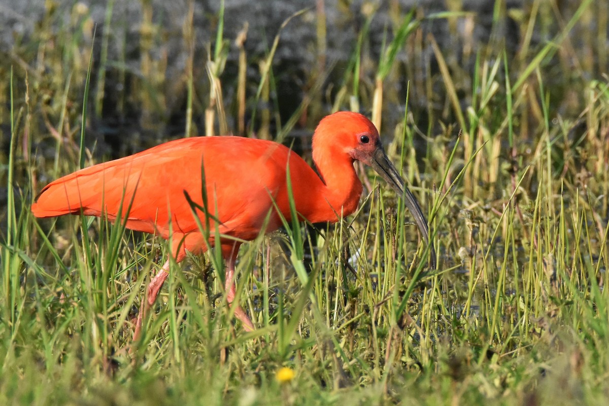 ibis rudý - ML228170931