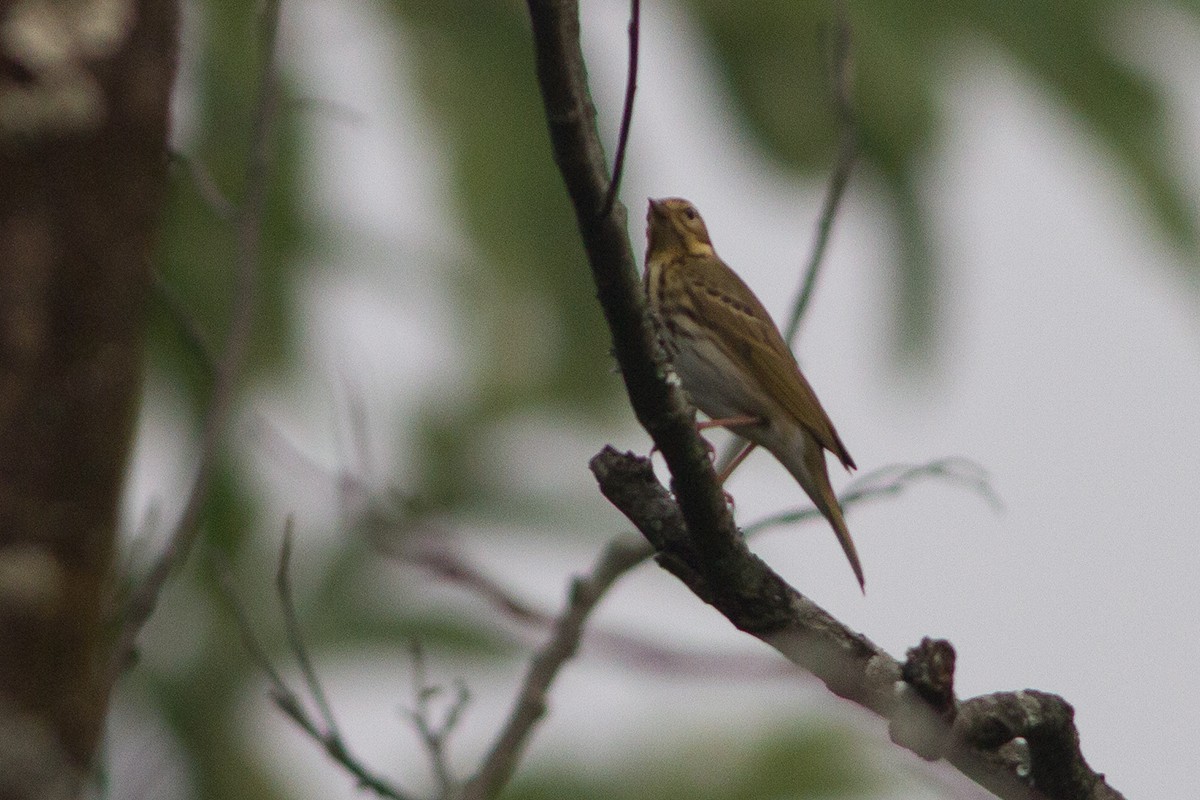 Olive-backed Pipit - ML228172721