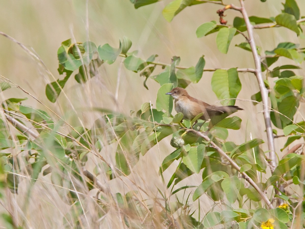 Fan-tailed Grassbird - Niall D Perrins