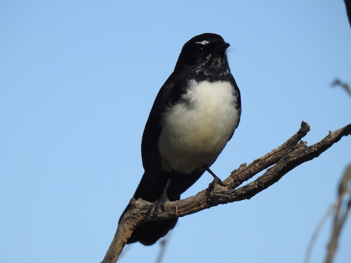 Willie-wagtail - ML228173381
