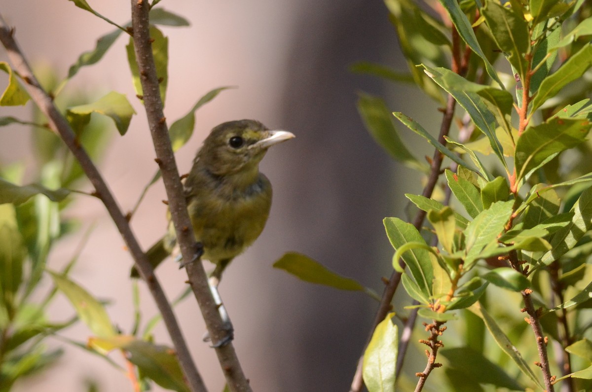 Thick-billed Vireo - ML228175591