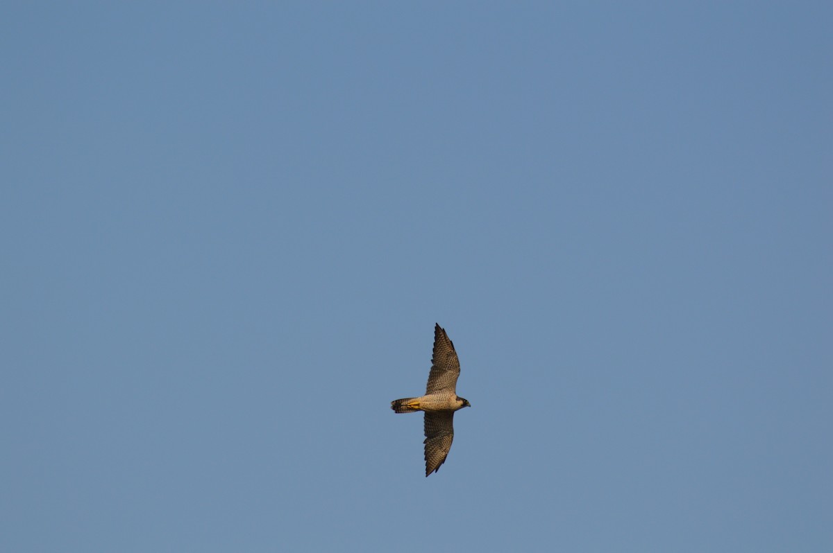 Peregrine Falcon - kiran more