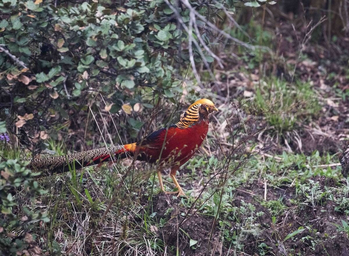 Golden Pheasant - ML228176021