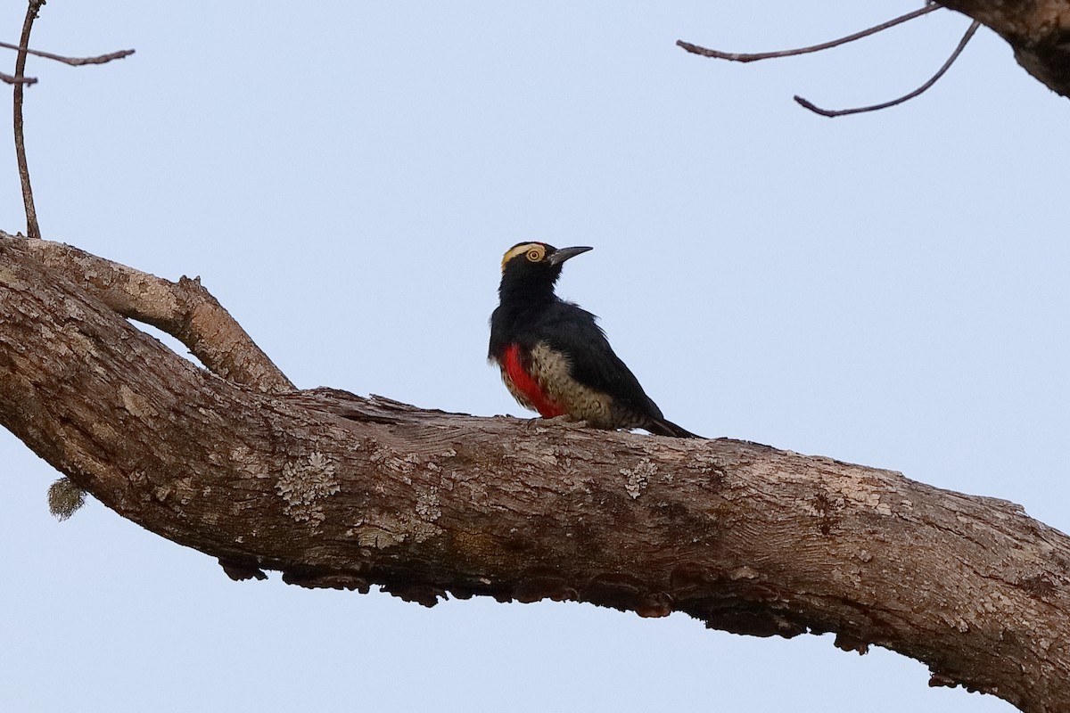 Yellow-tufted Woodpecker - ML228177671