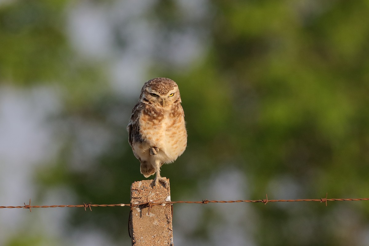 Burrowing Owl - ML228177691