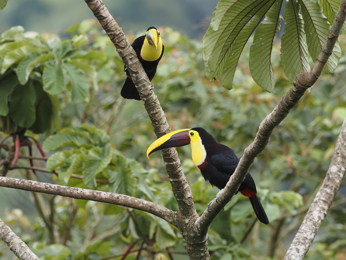 Yellow-throated Toucan - Manolo Arribas