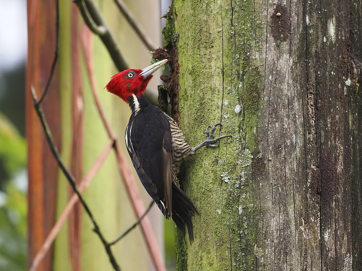 Pale-billed Woodpecker - Manolo Arribas