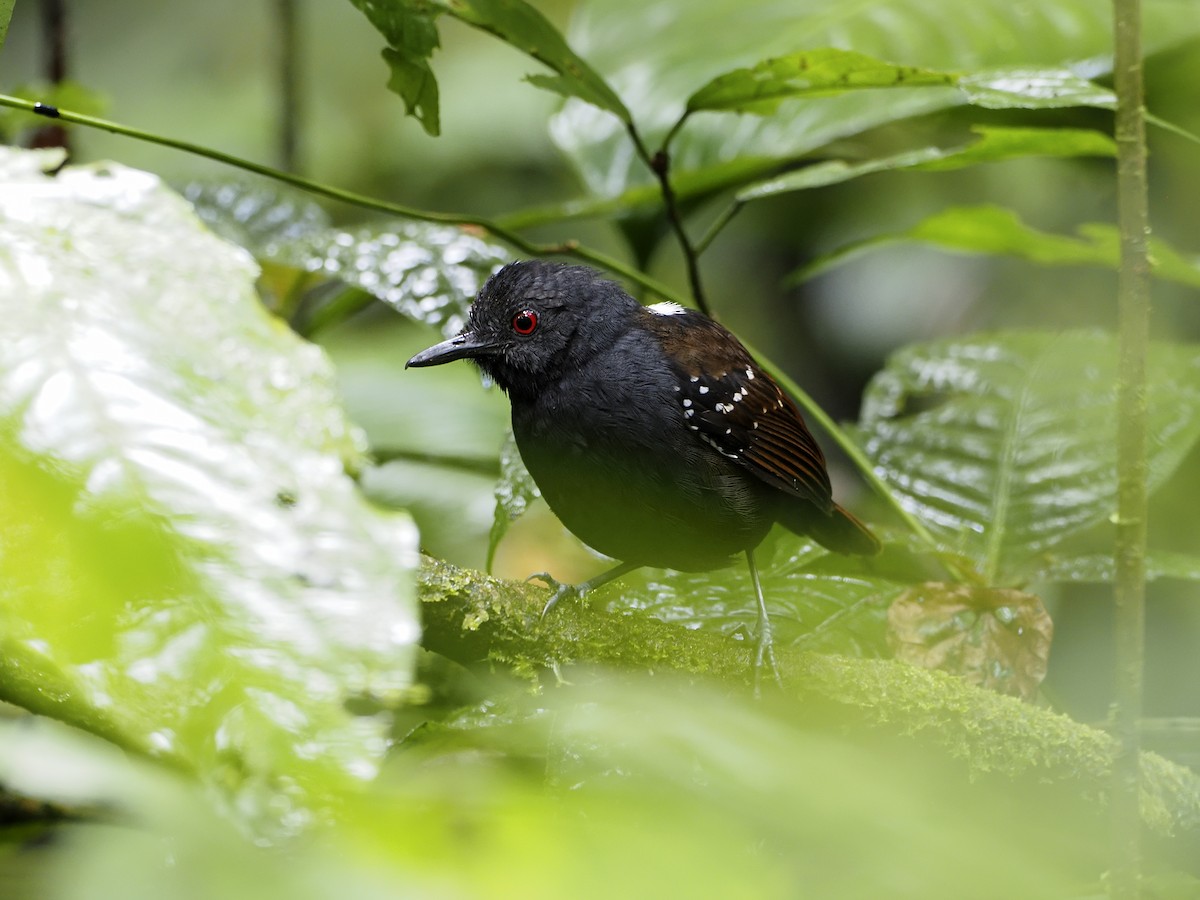 Dull-mantled Antbird - Manolo Arribas