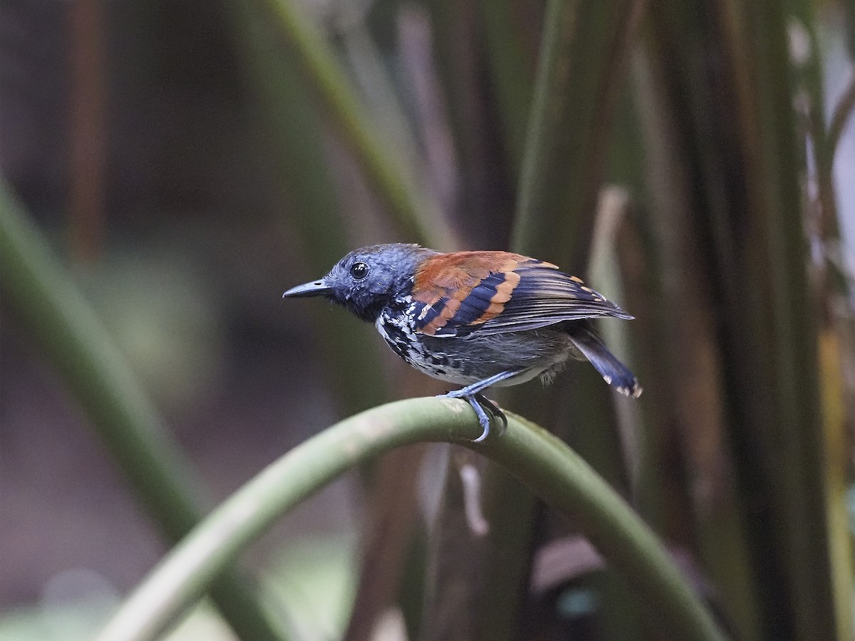 Spotted Antbird - Manolo Arribas