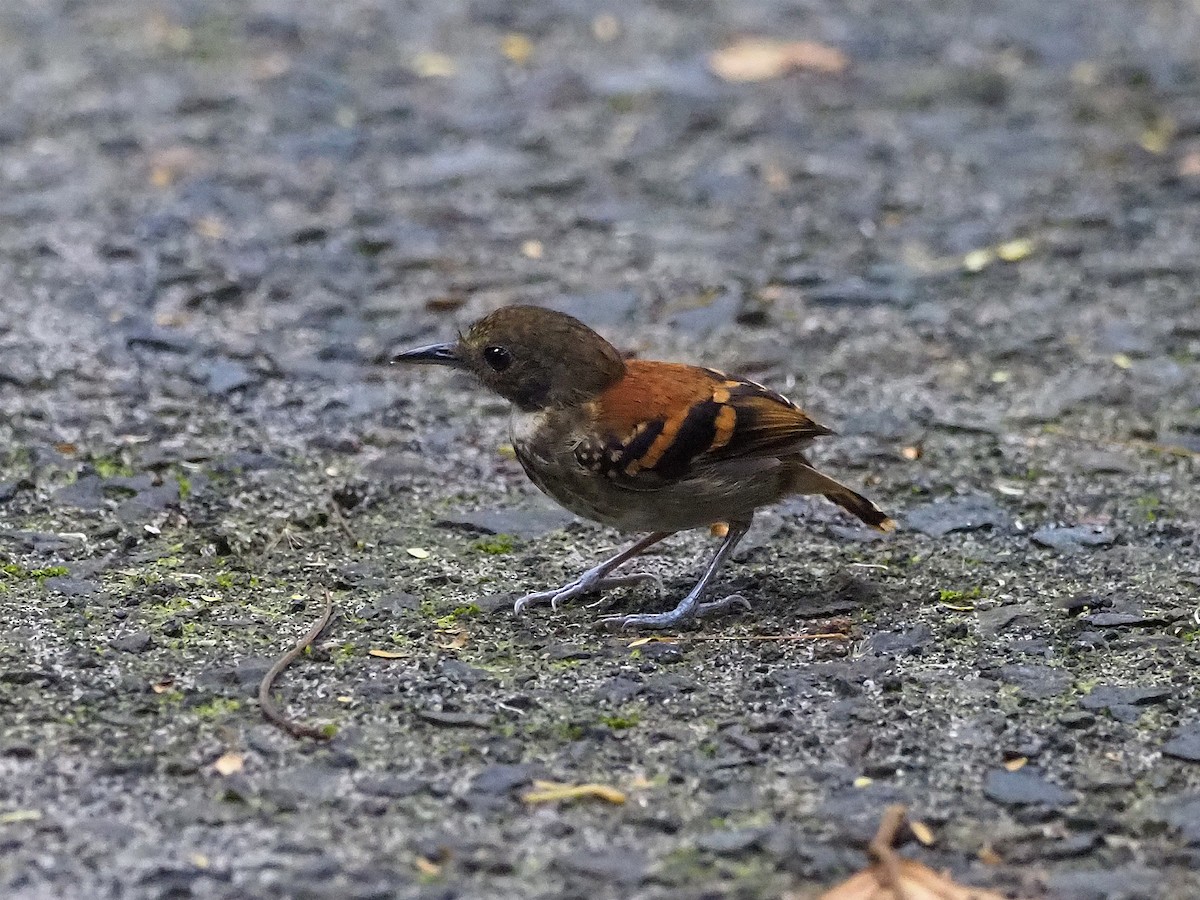 Spotted Antbird - Manolo Arribas