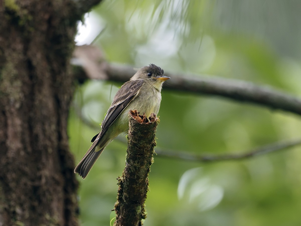 Northern Tropical Pewee - Manolo Arribas