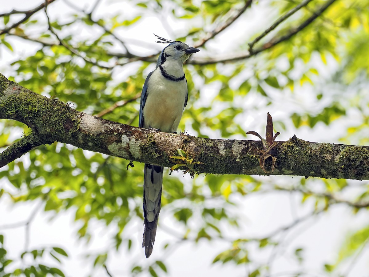 White-throated Magpie-Jay - Manolo Arribas