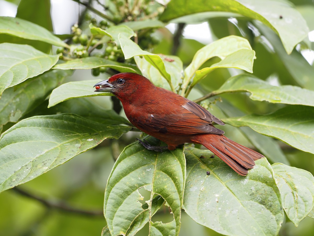 Hepatic Tanager - Manolo Arribas