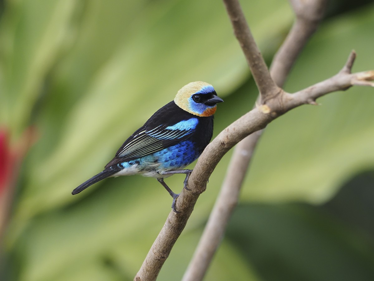 Golden-hooded Tanager - Manolo Arribas