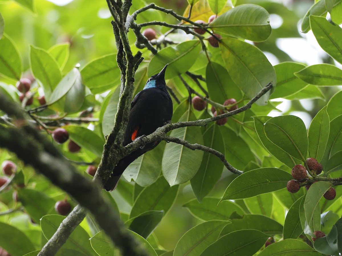 Scarlet-thighed Dacnis - Manolo Arribas