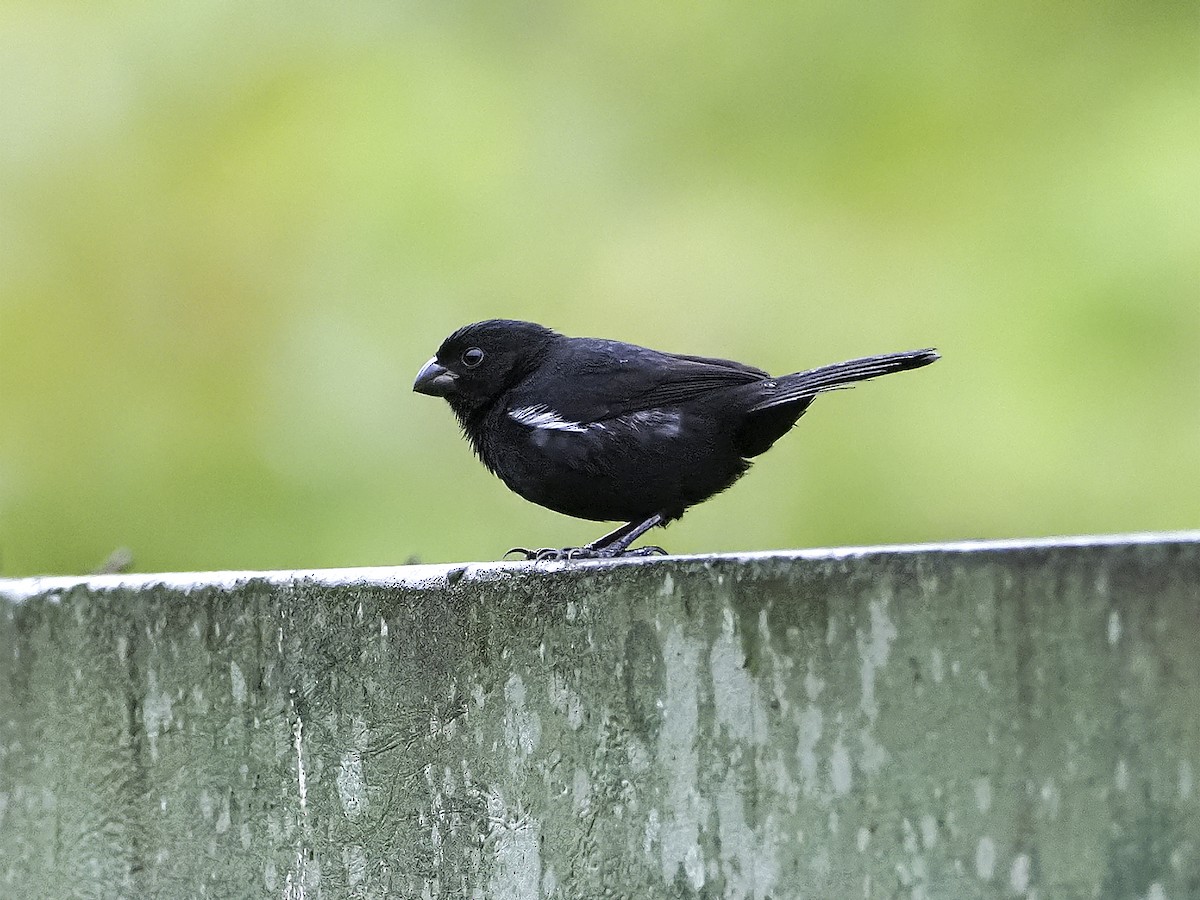 Variable Seedeater - ML228180611