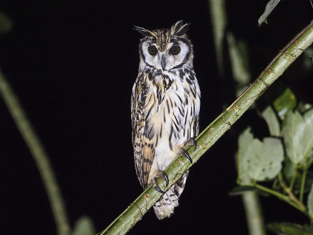 Striped Owl - Manolo Arribas