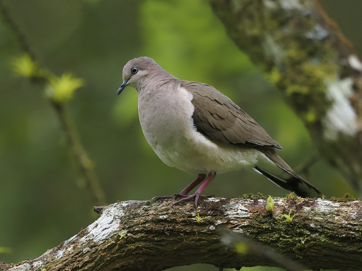 White-tipped Dove - Manolo Arribas