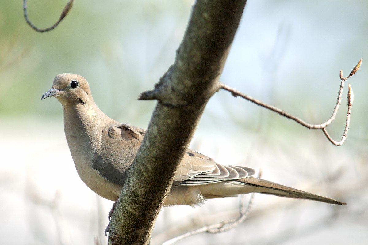 Mourning Dove - Jeff 'JP' Peters